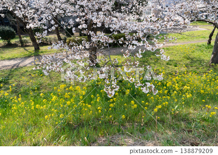 Springtime at Niodori Park <Nagareyama City, Chiba Prefecture> Springtime at Niodori Park <Nagareyama City, Chiba Prefecture> 138879209