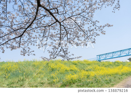 Springtime at Niodori Park <Nagareyama City, Chiba Prefecture> Springtime at Niodori Park <Nagareyama City, Chiba Prefecture> 138879216