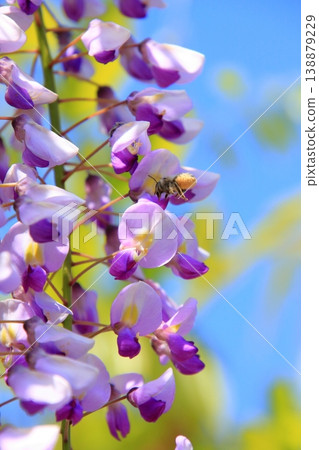 Kusatsu City, Shiga Prefecture: Three famous wisteria viewing spots and shrines: Sōsha Shrine and Shina Shrine Kusatsu City, Shiga Prefecture: Three famous wisteria viewing spots and shrines: Sōsha Shrine and Shina Shrine 138879229