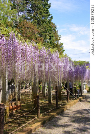 滋賀縣草津市:三大著名紫藤觀賞地及神社:草社及志那神社 滋賀縣草津市:三大著名紫藤觀賞地及神社:草社及志那神社 138879252
