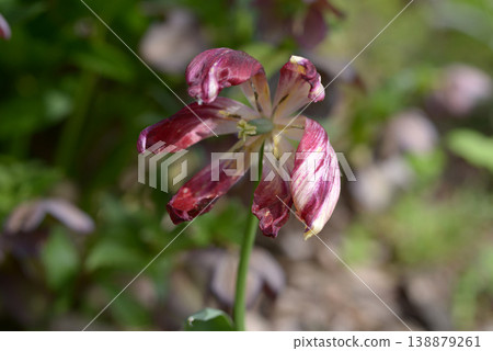 Primitive tulip 138879261