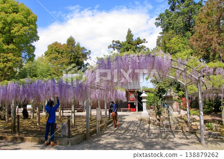 Kusatsu City, Shiga Prefecture: Three famous wisteria viewing spots and shrines: Sōsha Shrine and Shina Shrine 138879262
