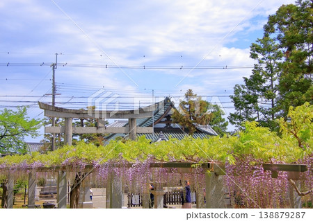 Kusatsu City, Shiga Prefecture: Three famous wisteria viewing spots and shrines: Sōsha Shrine and Shina Shrine Kusatsu City, Shiga Prefecture: Three famous wisteria viewing spots and shrines: Sōsha Shrine and Shina Shrine 138879287