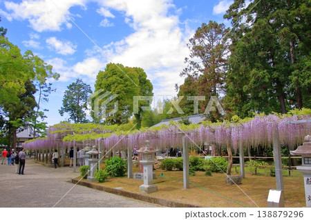 Kusatsu City, Shiga Prefecture: Three famous wisteria viewing spots and shrines: Sōsha Shrine and Shina Shrine Kusatsu City, Shiga Prefecture: Three famous wisteria viewing spots and shrines: Sōsha Shrine and Shina Shrine 138879296
