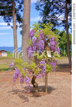 Kusatsu City, Shiga Prefecture: Three famous wisteria viewing spots and shrines: Sōsha Shrine and Shina Shrine Kusatsu City, Shiga Prefecture: Three famous wisteria viewing spots and shrines: Sōsha Shrine and Shina Shrine 138879319