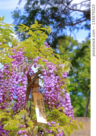 Kusatsu City, Shiga Prefecture: Three famous wisteria viewing spots and shrines: Sōsha Shrine and Shina Shrine 138879320