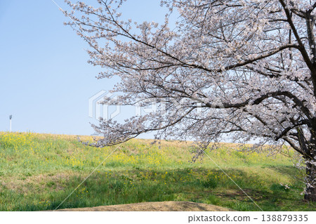 Springtime at Niodori Park <Nagareyama City, Chiba Prefecture> Springtime at Niodori Park <Nagareyama City, Chiba Prefecture> 138879335