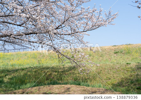 Springtime at Niodori Park <Nagareyama City, Chiba Prefecture> Springtime at Niodori Park <Nagareyama City, Chiba Prefecture> 138879336