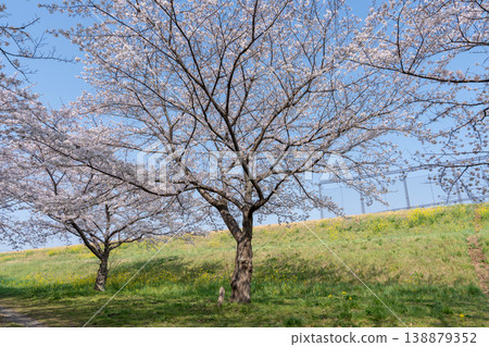 春日的仁通公園 <千葉縣流山市> 春日的仁通公園 <千葉縣流山市> 138879352