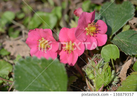 Ezo heavy strawberries Ezo heavy strawberries 138879357