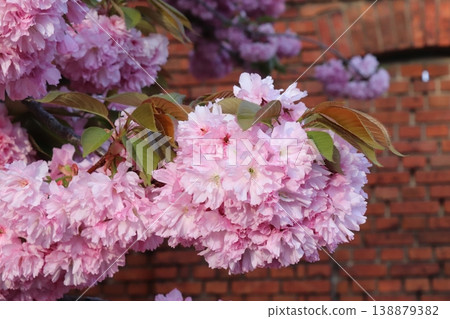 Close-up of lush pink cherry blossoms against a brick wall Close-up of lush pink cherry blossoms against a brick wall 138879382