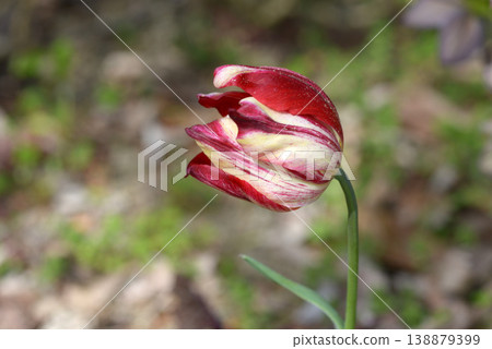 原始鬱金香 138879399