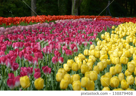 Tulip field Tulip field 138879408