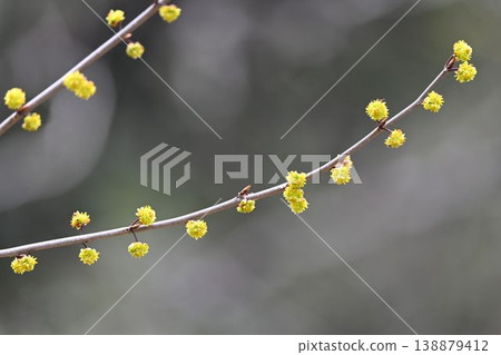 I saw these beautiful yellow flower clusters of Lindera obtusiloba blooming alongside Eva flowers on Mount Rokko. I saw these beautiful yellow flower clusters of Lindera obtusiloba blooming alongside Eva flowers on Mount Rokko. 138879412