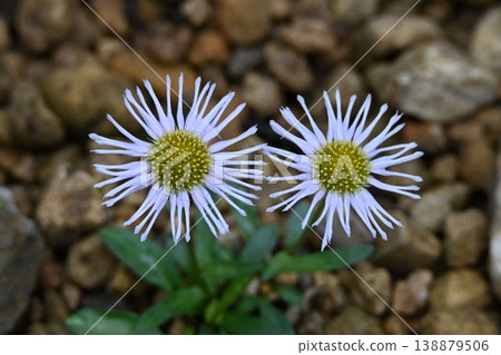 A variety of Aster savatieri native to Mt. Apoi in Hokkaido, with its beautiful white ray florets and yellow disc florets. A variety of Aster savatieri native to Mt. Apoi in Hokkaido, with its beautiful white ray florets and yellow disc florets. 138879506