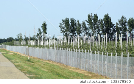 Young apple orchard Young apple orchard 138879560