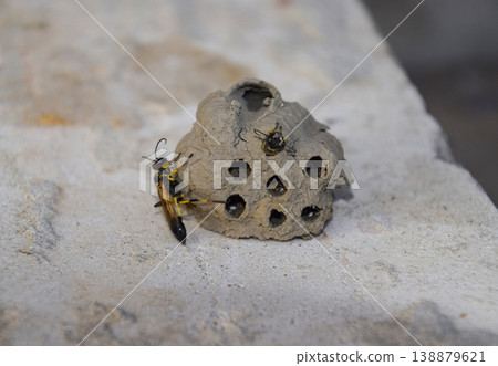 Break a hornet's nest of clay. Nests of clay belonging wasp. Clay camera in the nest and store food for larvae of them. The socket has input and ventillyatsionnye openings Break a hornet's nest of clay. Nests of clay belonging wasp. Clay camera in the nest and store food for larvae of them. The socket has input and ventillyatsionnye openings 138879621