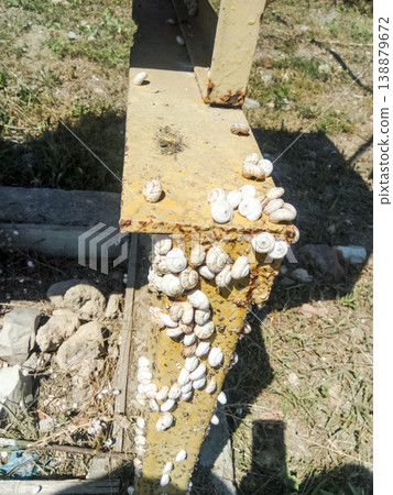 colony of snails on an iron gas pipe. Snails bask in the sun. Mating of snails. colony of snails on an iron gas pipe. Snails bask in the sun. Mating of snails. 138879672