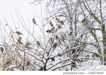 Sparrow on branches of bushes. Winter weekdays for sparrows. Common sparrow on the branches of currants Sparrow on branches of bushes. Winter weekdays for sparrows. Common sparrow on the branches of currants 138879684