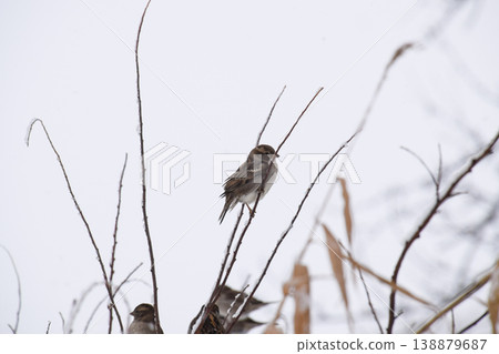Sparrow on branches of bushes. Winter weekdays for sparrows. Common sparrow on the branches of currants Sparrow on branches of bushes. Winter weekdays for sparrows. Common sparrow on the branches of currants 138879687