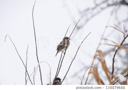 Sparrow on branches of bushes. Winter weekdays for sparrows. Common sparrow on the branches of currants Sparrow on branches of bushes. Winter weekdays for sparrows. Common sparrow on the branches of currants 138879688