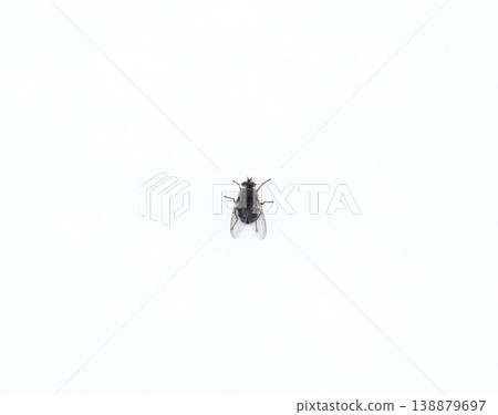 Large black fly on the snow. Taking off the snow fly Large black fly on the snow. Taking off the snow fly 138879697