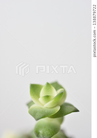 Succulents on white background 138879722