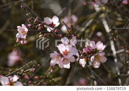 Blossoming almond tree Blossoming almond tree 138879729