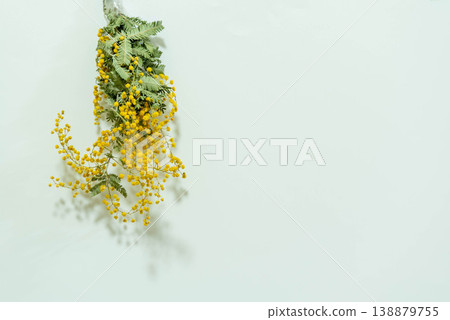 含羞草乾花 含羞草乾花 138879755