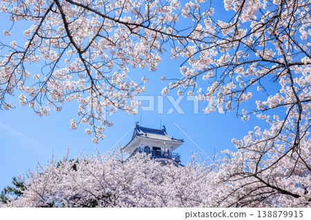 Nagahama castle of spring 138879915