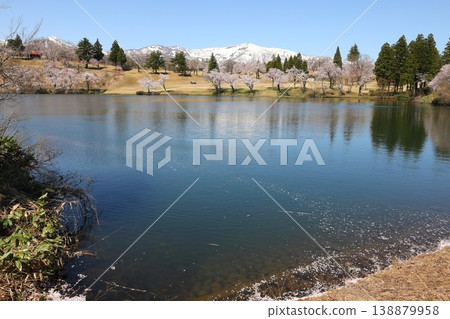 Cherry blossoms, Myoko, reflection 138879958