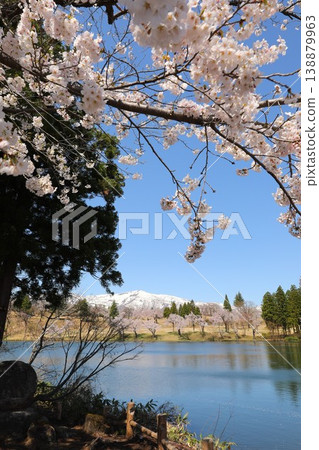 Cherry blossoms, Myoko, reflection Cherry blossoms, Myoko, reflection 138879963