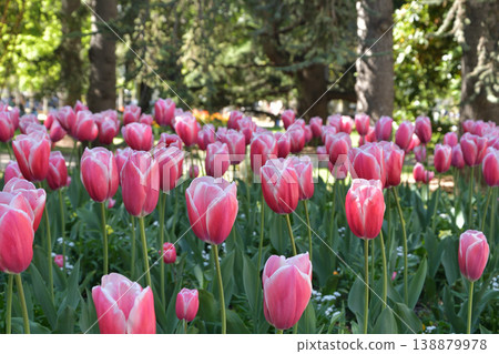 Tulips in bloom in Luxembourg Gardens, Paris, April 8, 2026 138879978