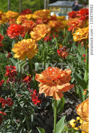 Tulips in bloom in Luxembourg Gardens, Paris, April 8, 2026 Tulips in bloom in Luxembourg Gardens, Paris, April 8, 2026 138879982