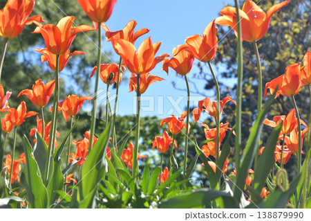 Tulips in bloom in Luxembourg Gardens, Paris, April 8, 2026 Tulips in bloom in Luxembourg Gardens, Paris, April 8, 2026 138879990