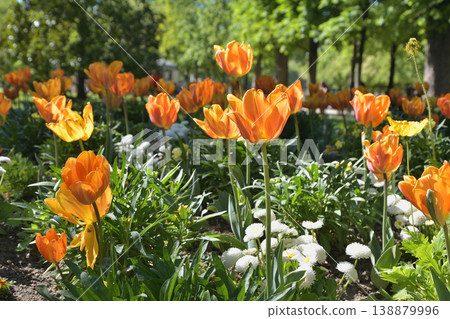 Tulips in bloom in Luxembourg Gardens, Paris, April 8, 2026 Tulips in bloom in Luxembourg Gardens, Paris, April 8, 2026 138879996