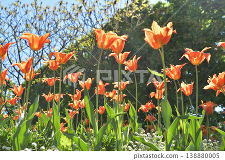 Tulips in bloom in Luxembourg Gardens, Paris, April 8, 2026 138880005