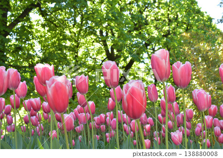 2026年4月8日，巴黎盧森堡公園的鬱金香盛開 138880008