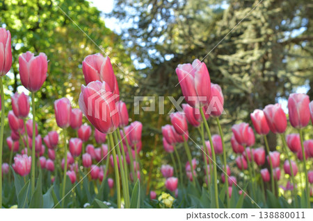 Tulips in bloom in Luxembourg Gardens, Paris, April 8, 2026 138880011