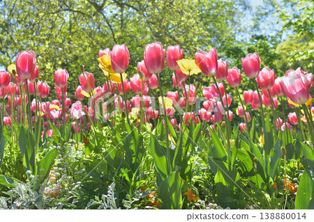 Tulips in bloom in Luxembourg Gardens, Paris, April 8, 2026 Tulips in bloom in Luxembourg Gardens, Paris, April 8, 2026 138880014