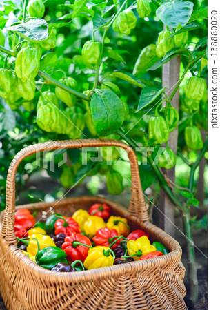 Basket with habanero peppers placed among green plants Basket with habanero peppers placed among green plants 138880020