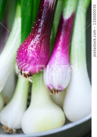 Close view of purple and white spring onion bulbs Close view of purple and white spring onion bulbs 138880038