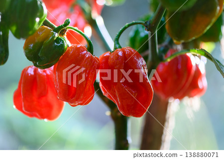 Red habanero peppers growing on plant with green leaves Red habanero peppers growing on plant with green leaves 138880071