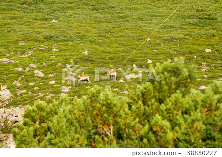 一群野生鹿在鬱鬱蔥蔥的高山草甸上悠閒地吃草。這是北海道壯麗自然風光的代表，令人嘆為觀止。 138880227