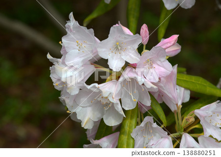 Yoshiko Rhododendron 138880251