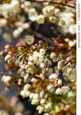 Cherry Blossoms Ukonzakura on the Shinano River Yasuragi Embankment Cherry Blossoms Ukonzakura on the Shinano River Yasuragi Embankment 138880284