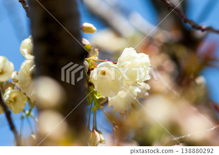 Cherry Blossoms Ukonzakura on the Shinano River Yasuragi Embankment 138880292