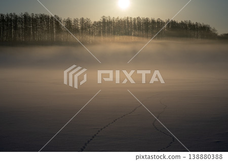 The golden morning sun shines through the mountains and forests. The forest landscape of Hokkaido, woven from birch and coniferous trees. The golden morning sun shines through the mountains and forests. The forest landscape of Hokkaido, woven from birch and coniferous trees. 138880388