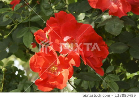 rose rose 138880489