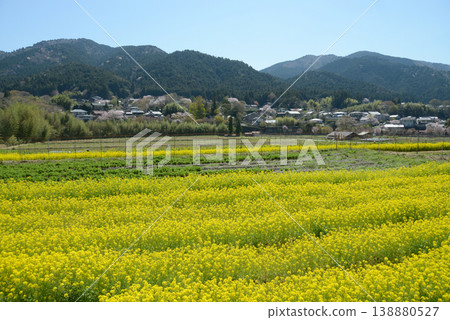春天的京都大原，京都市左京區油菜花田 138880527